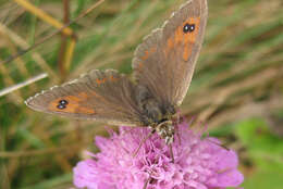 Image of Common Brassy Ringlet