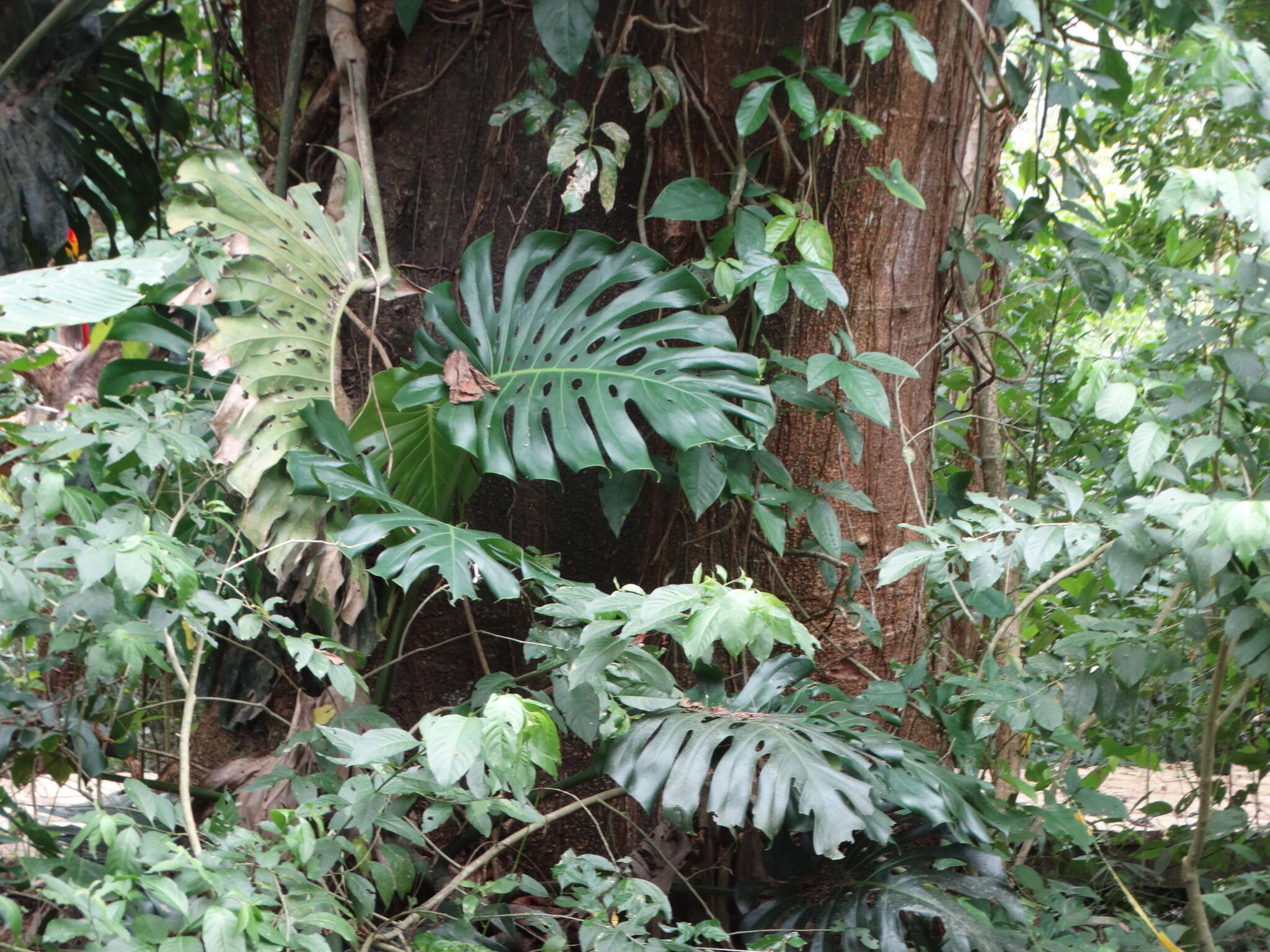 Image of Monstera deliciosa Liebm.