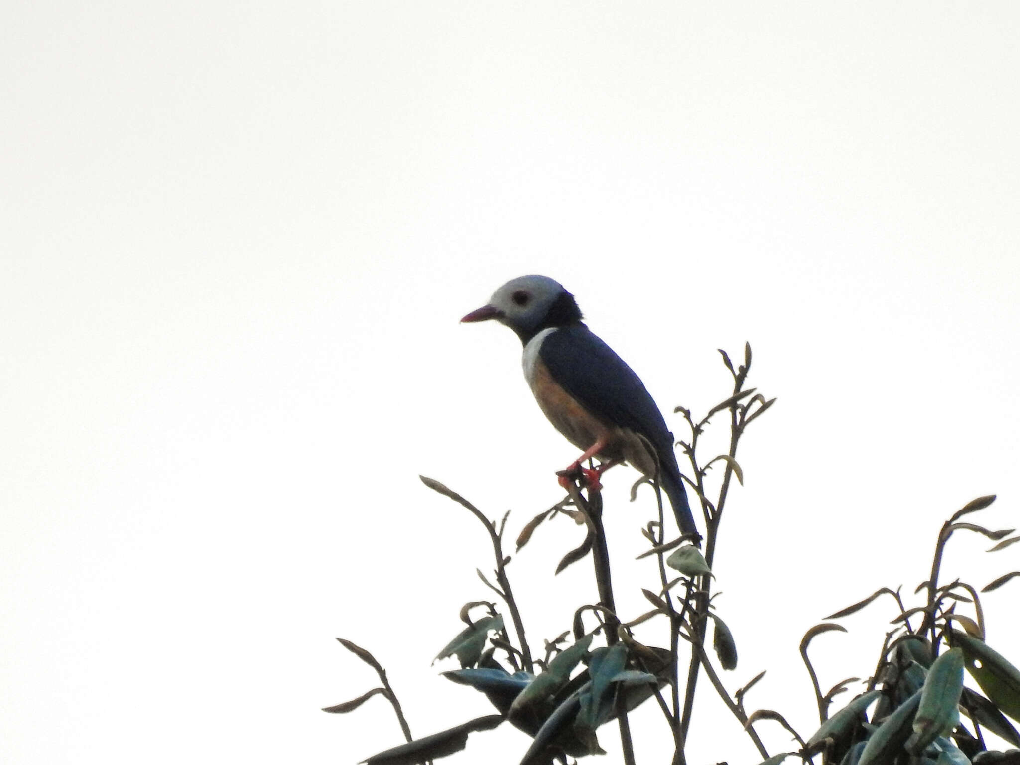 Image of Gabon Helmetshrike