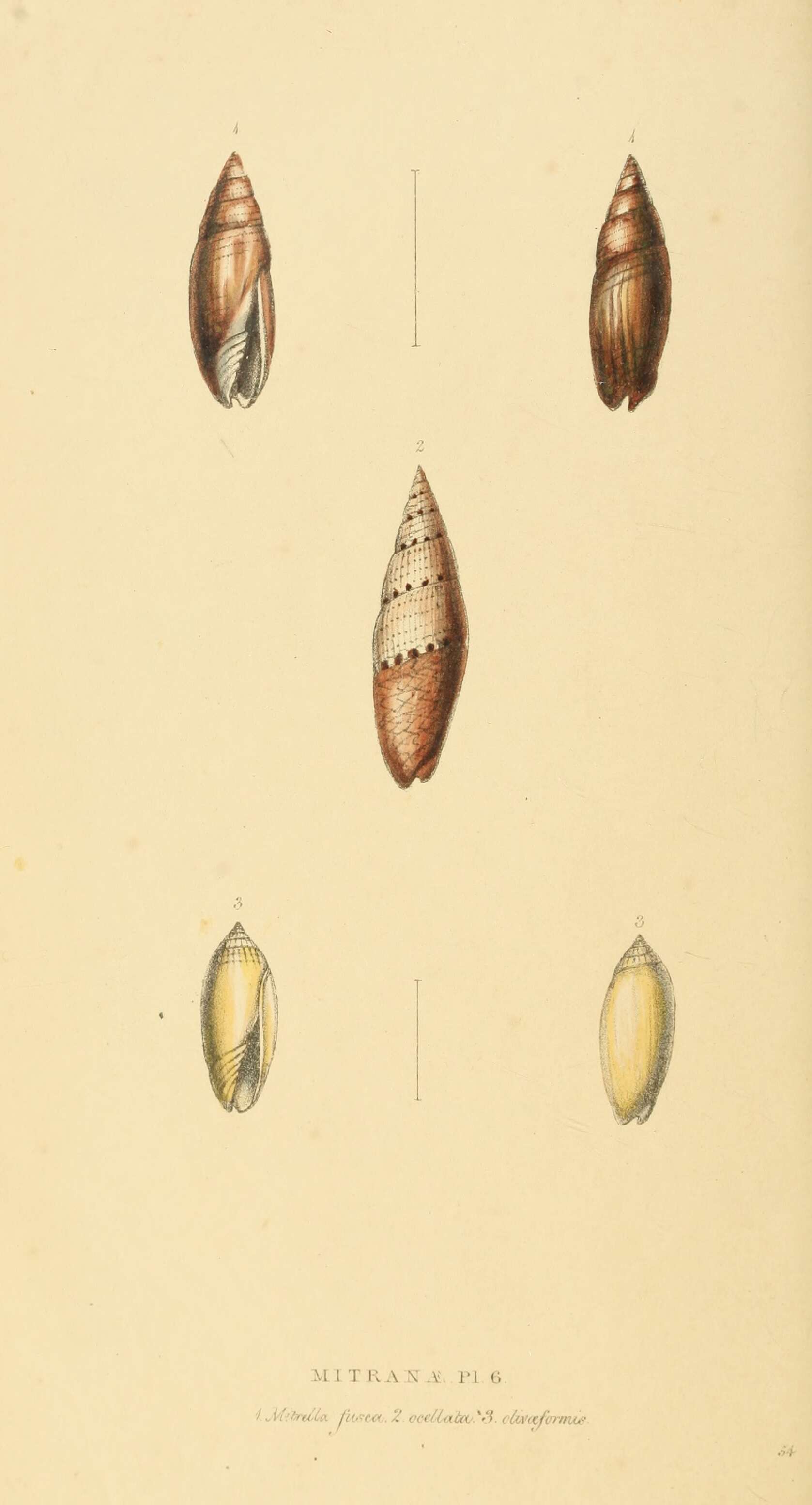 Image of Scabricola olivaeformis (Swainson 1821)