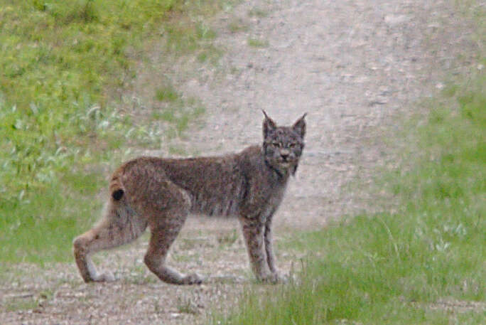 Image of American lynx