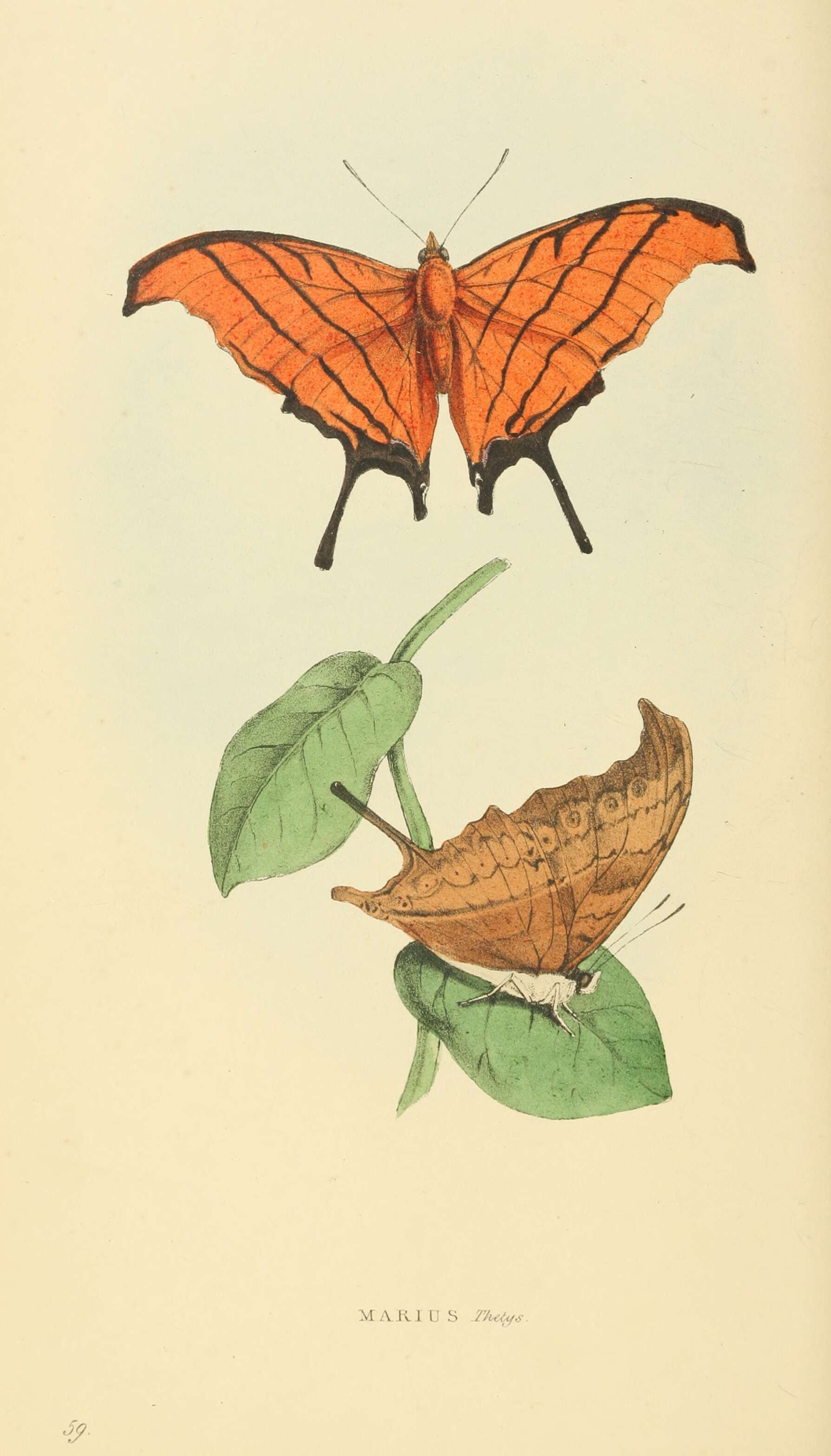 Image of Ruddy Daggerwing