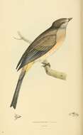 Image of Ptiliogonys Swainson 1827