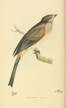 Image of Ptiliogonys Swainson 1827