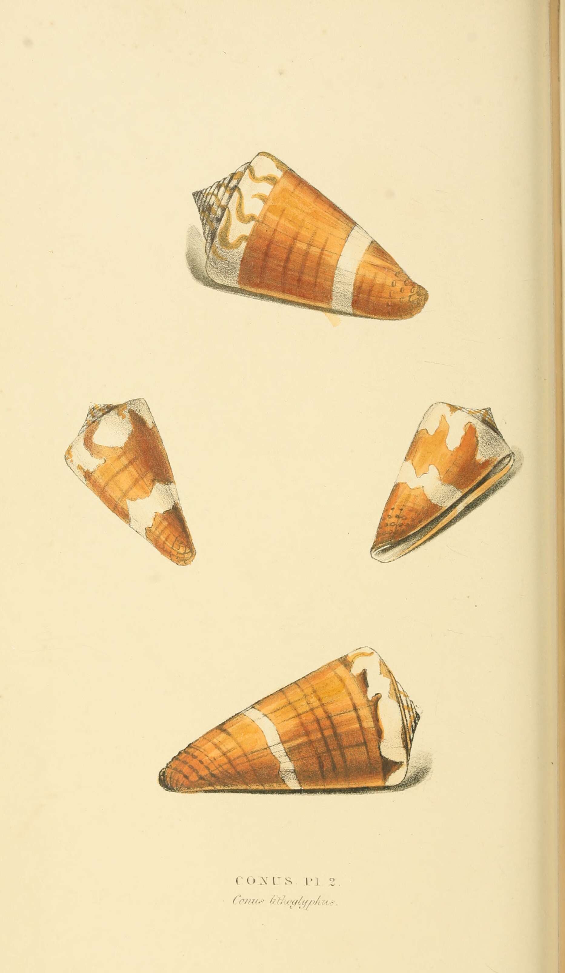 Image of lithograph cone