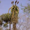 Image of Aloe helenae Danguy