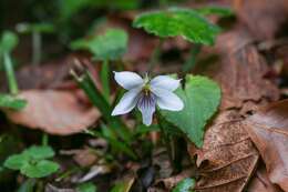 Image of Viola shikokiana Makino