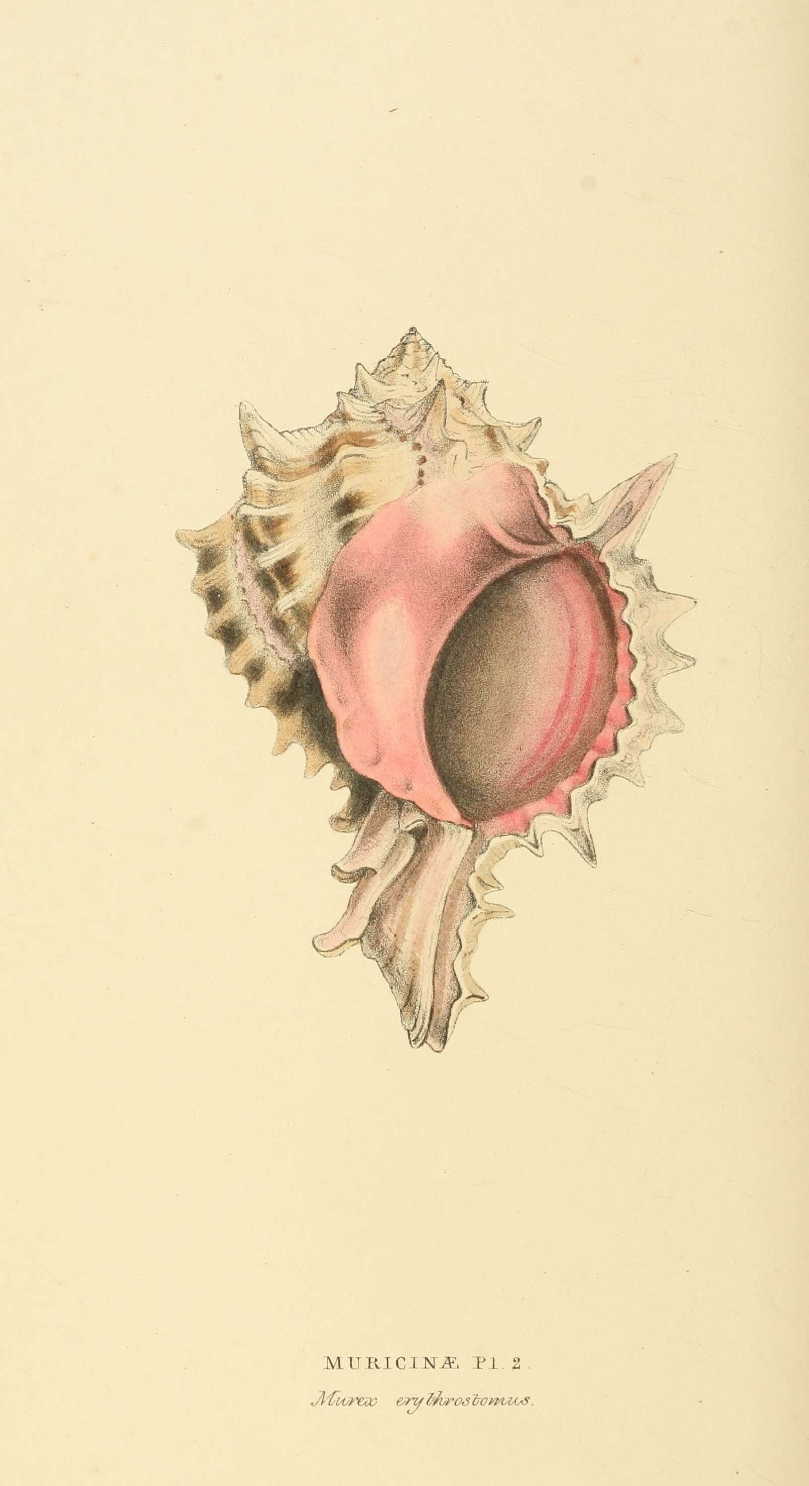 Image of Hexaplex erythrostomus (Swainson 1831)
