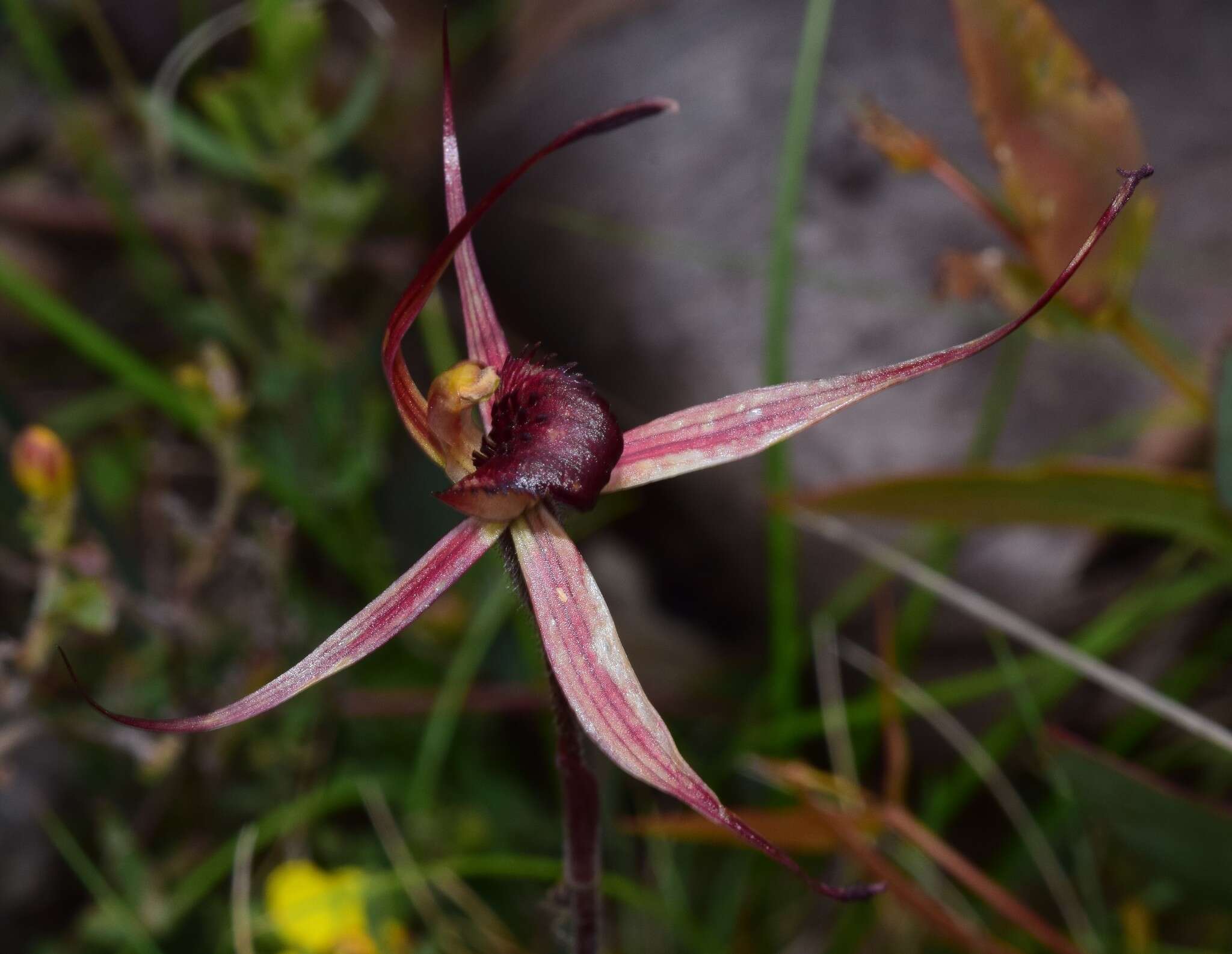 Caladenia montana G. W. Carr的圖片