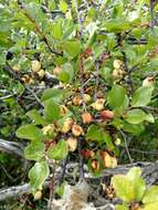 Image de Prunus subcordata Benth.