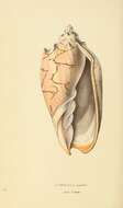 Image of Cymbiola Swainson 1831