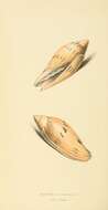 Image de Amoria maculata (Swainson 1822)