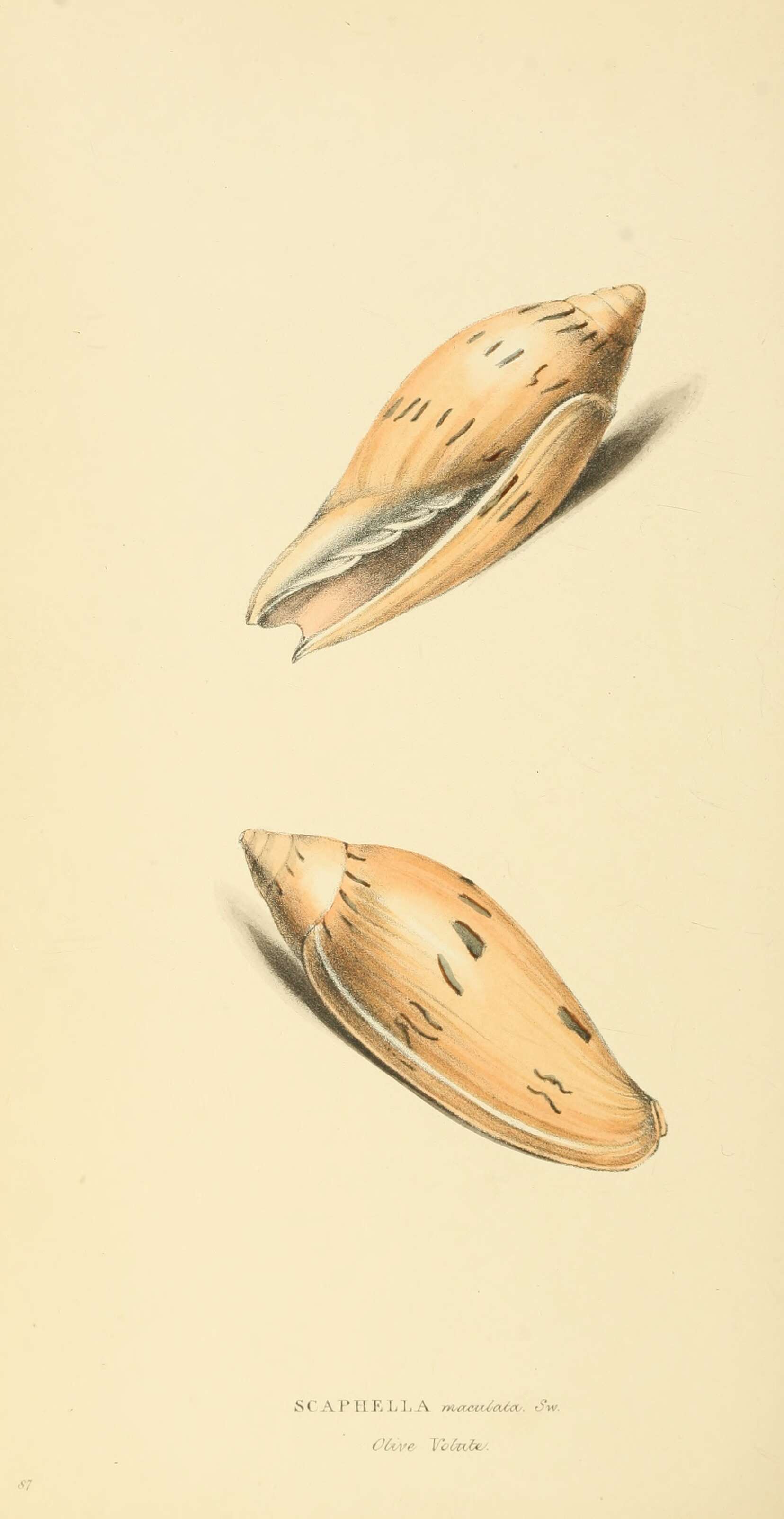 Image of Amoria maculata (Swainson 1822)