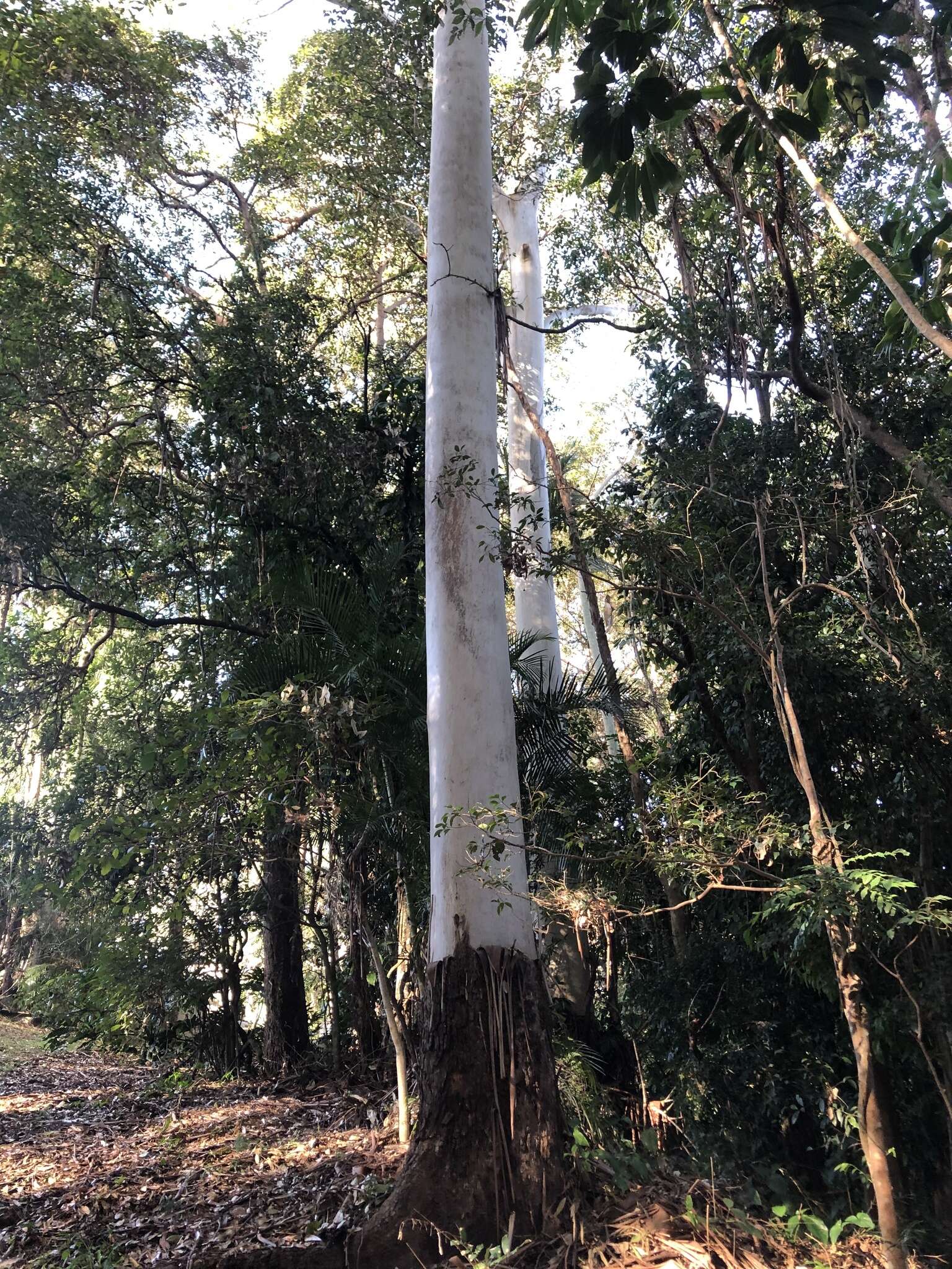 Image of grand eucalyptus