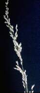 Image of fowl bluegrass