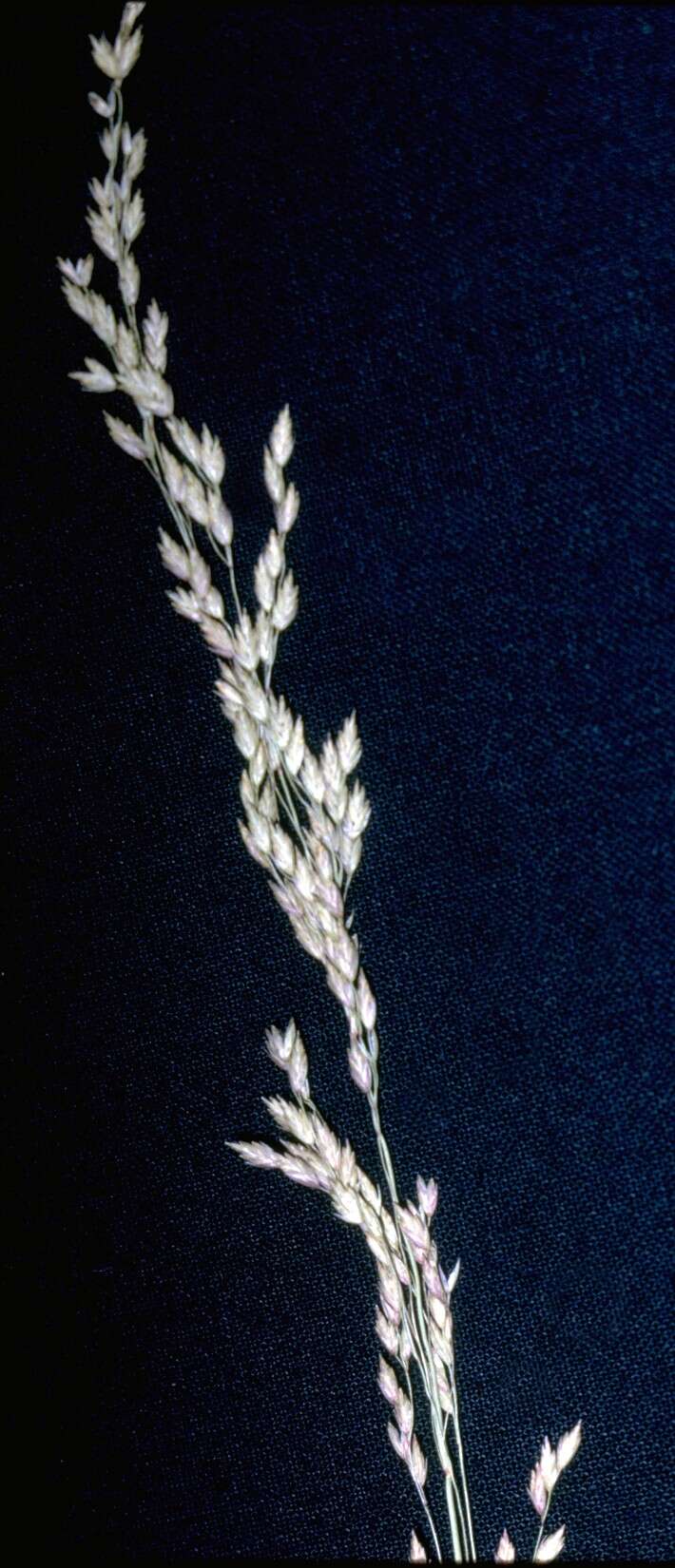 Image of fowl bluegrass
