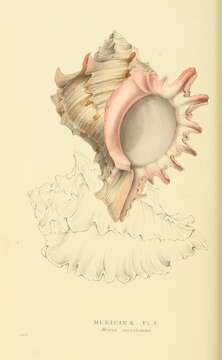 Plancia ëd Hexaplex duplex (Röding 1798)