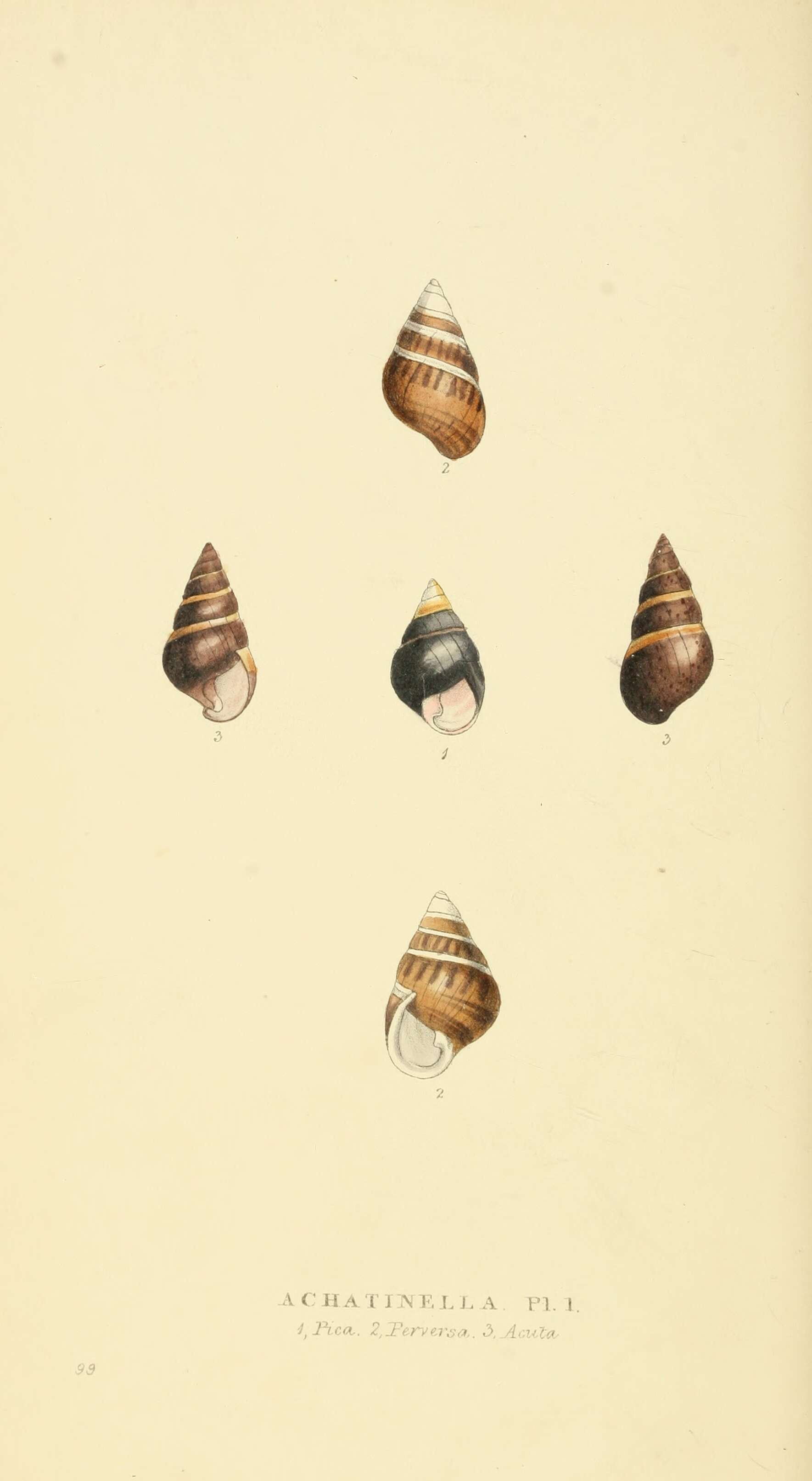 Image of Achatinella apexfulva