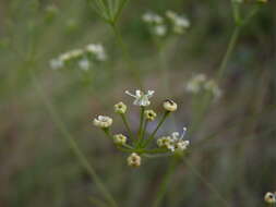 Image of Piedmont Cowbane