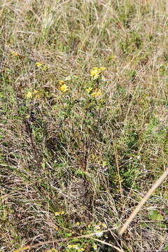 Image of Jacobaea erucifolia subsp. argunensis (Turcz.) Veldkamp