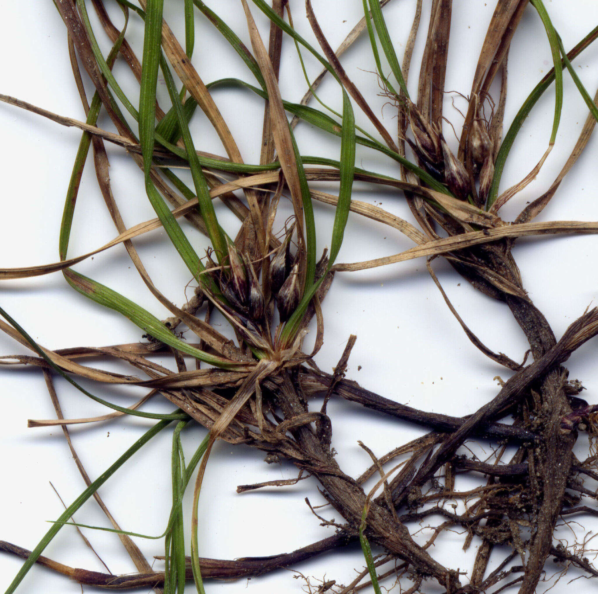 Image of Carex inopinata V. J. Cook