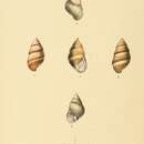 Image of Achatinella bulimoides