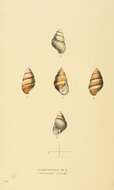 صورة Achatinella bulimoides