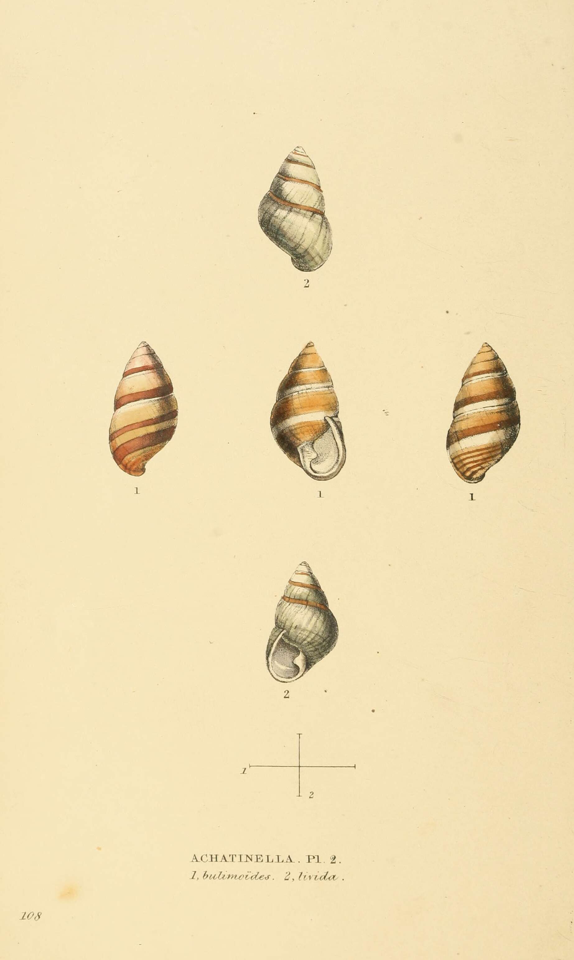 Imagem de Achatinella bulimoides