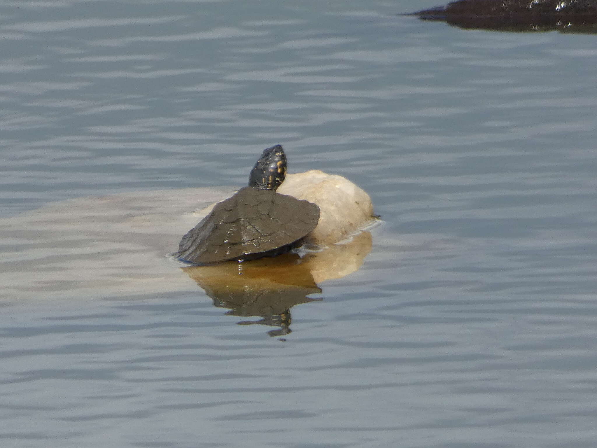 Image of Indian black turtle