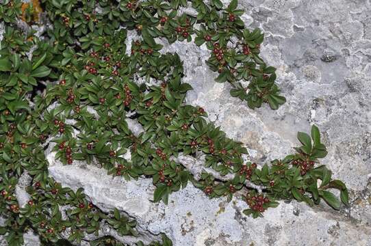 Image of Rhamnus infectoria L.