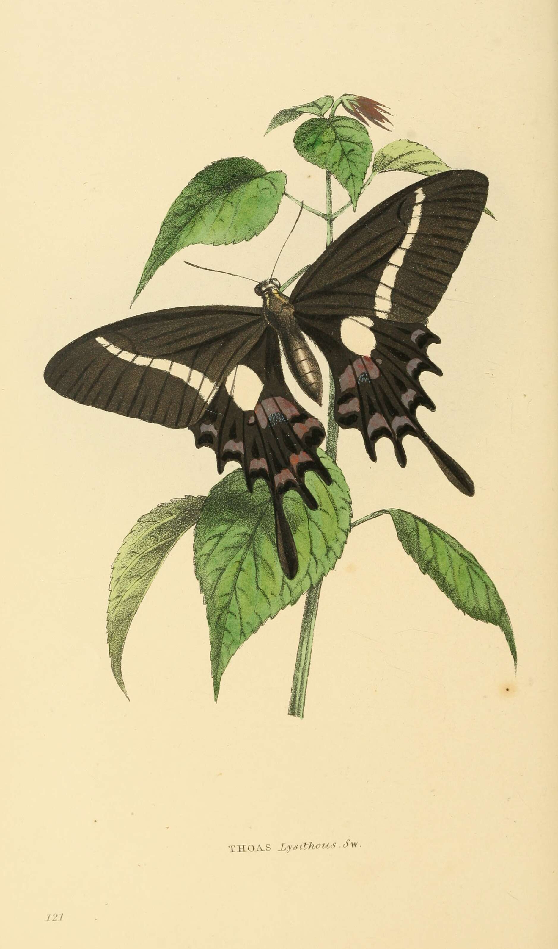 Image of Mimoides lysithous (Hübner (1821))