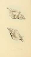 Image of Pterynotus alatus (Röding 1798)