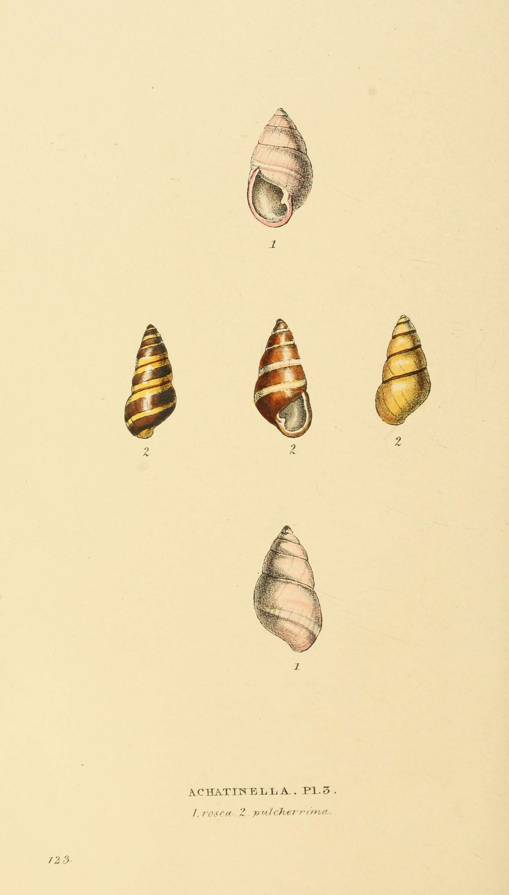 Image of Achatinella pulcherrima