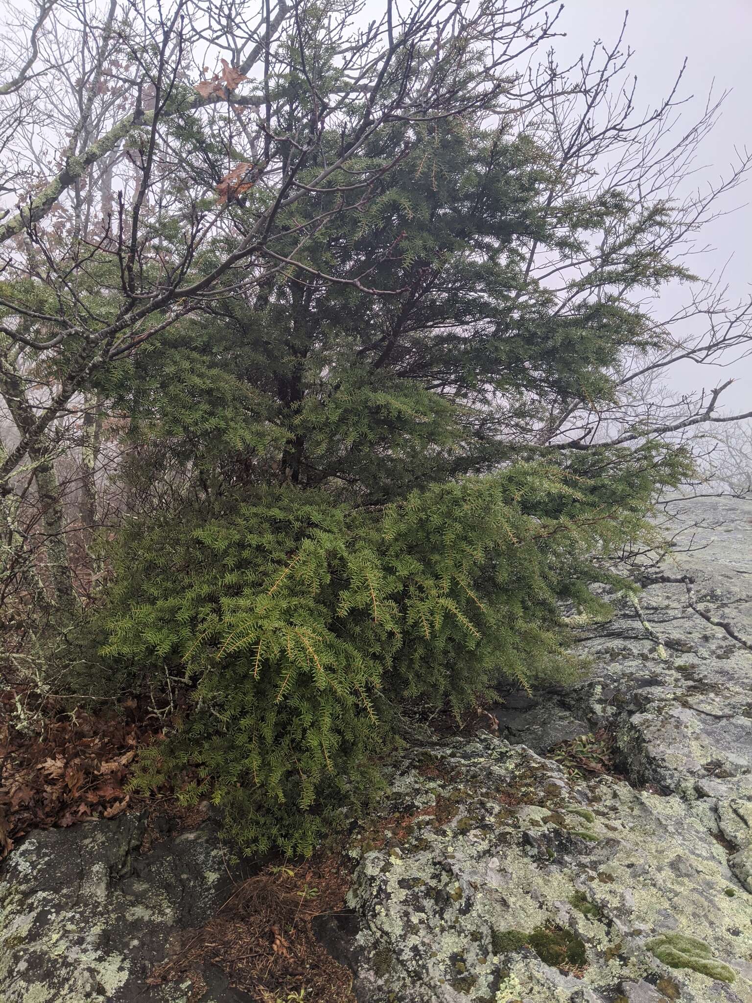 Image of Carolina Hemlock