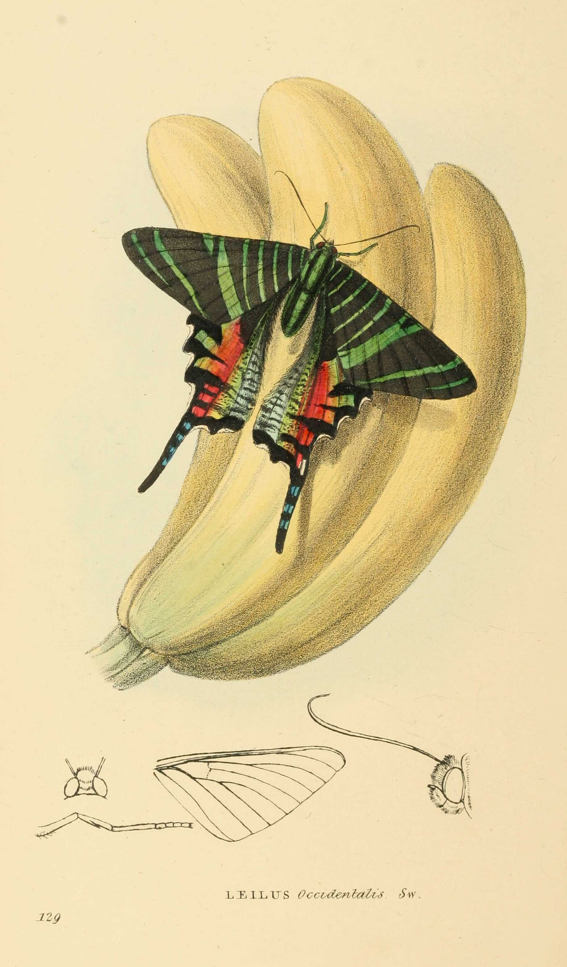 Image of Sloane's urania