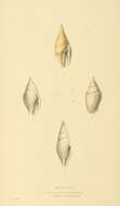 Image of Nebularia acuminata (Swainson 1824)