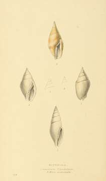 Image of Nebularia acuminata (Swainson 1824)