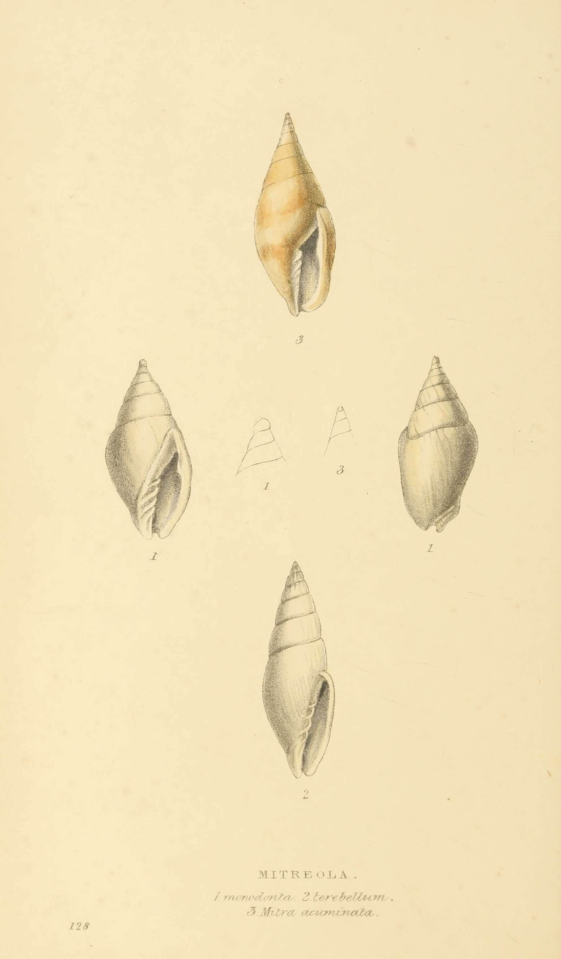 Nebularia acuminata (Swainson 1824)的圖片