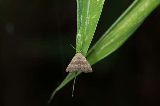 Image of Polypogon annulata (Leech 1900)