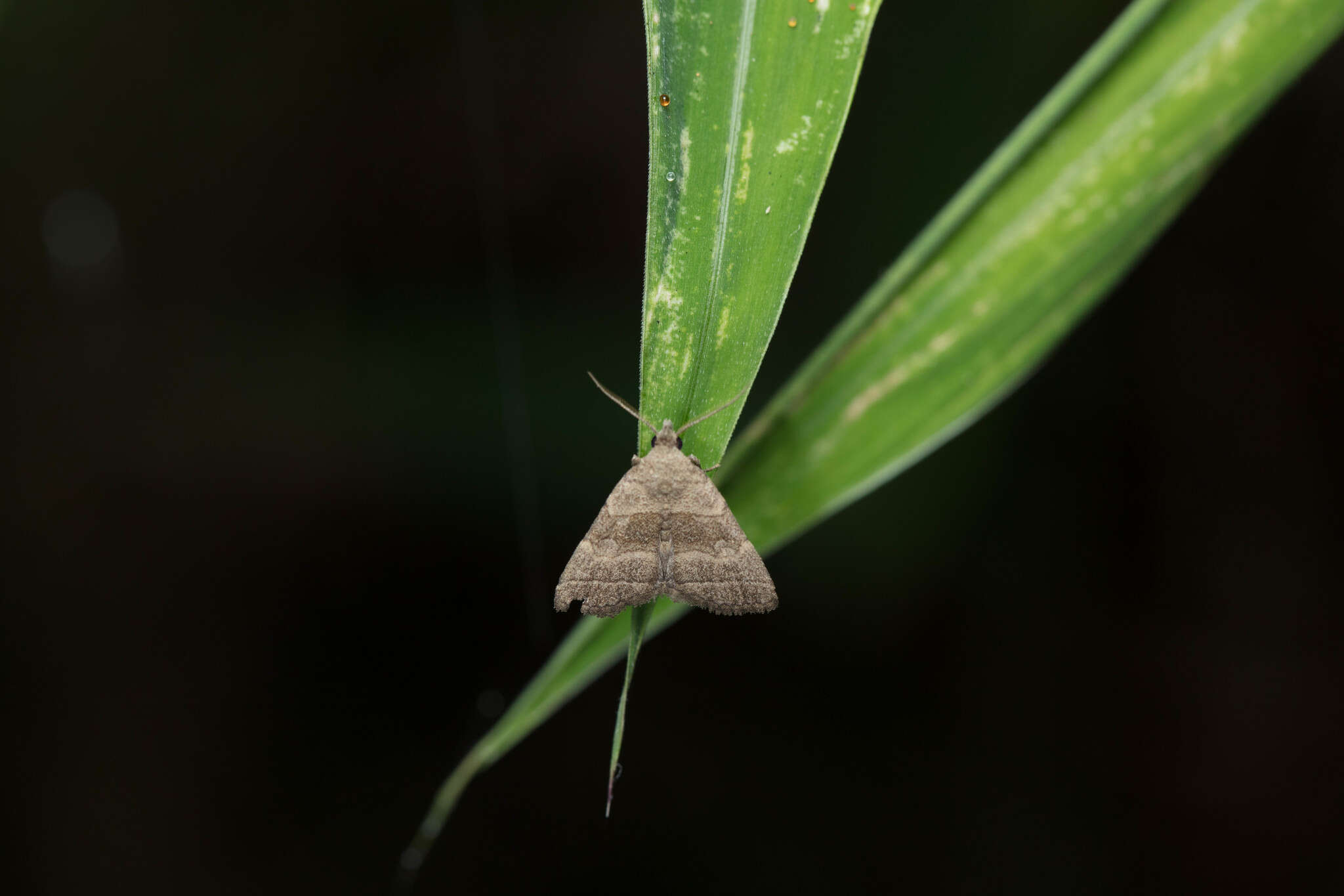 Image of Polypogon annulata (Leech 1900)