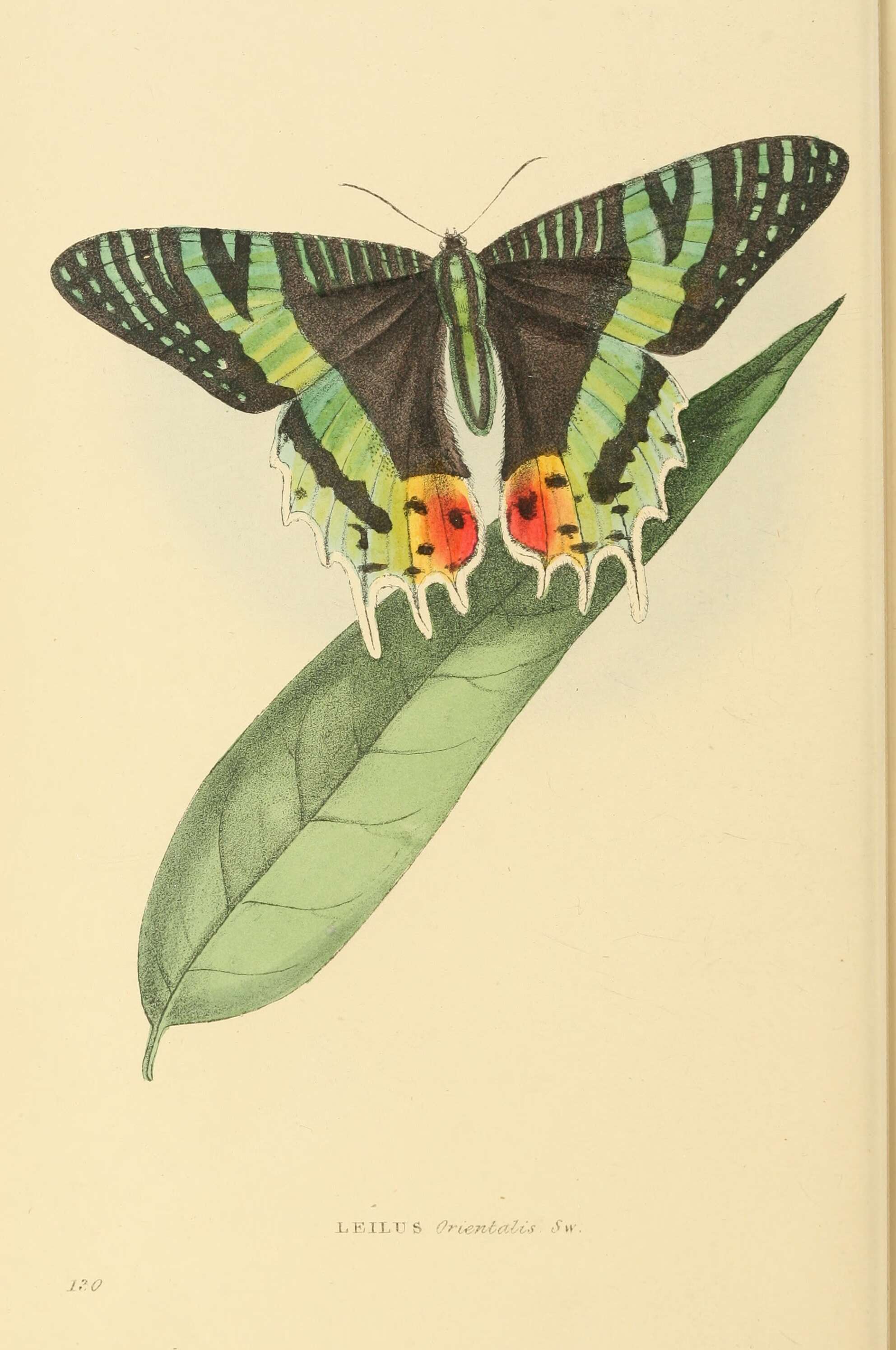 Image of Madagascan Sunset Moth