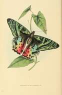 Image of Madagascan Sunset Moth