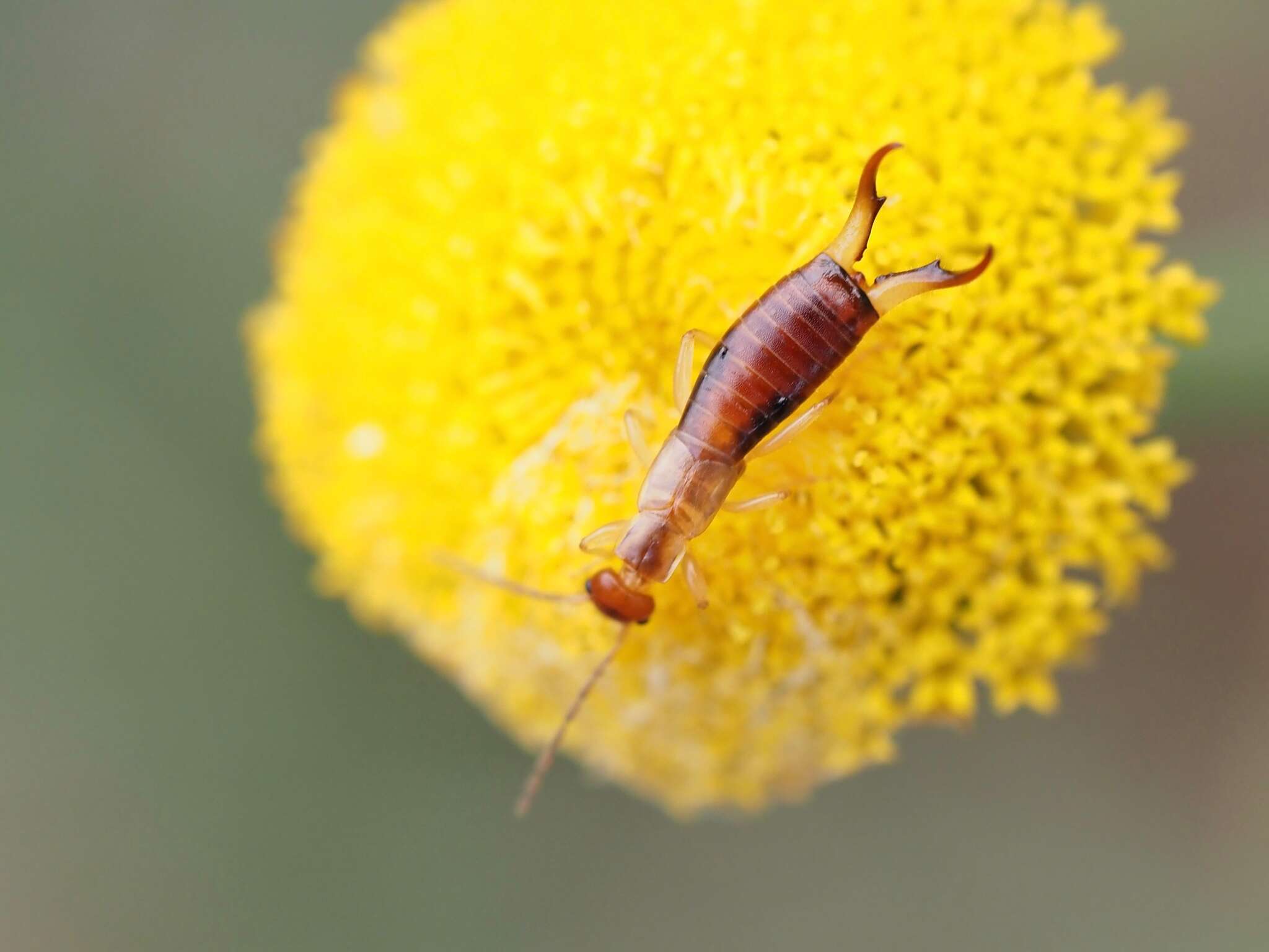 Image of Guanchia pubescens (Géné 1837)