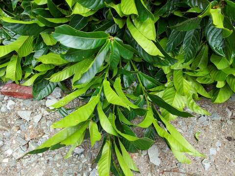 Lithocarpus elegans (Blume) Hatus. ex Soepadmo的圖片