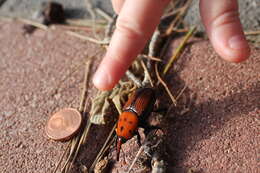 Image of Red palm weevil