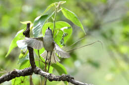 Image of Dwarf Vireo