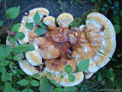 Image of Bracket Fungus