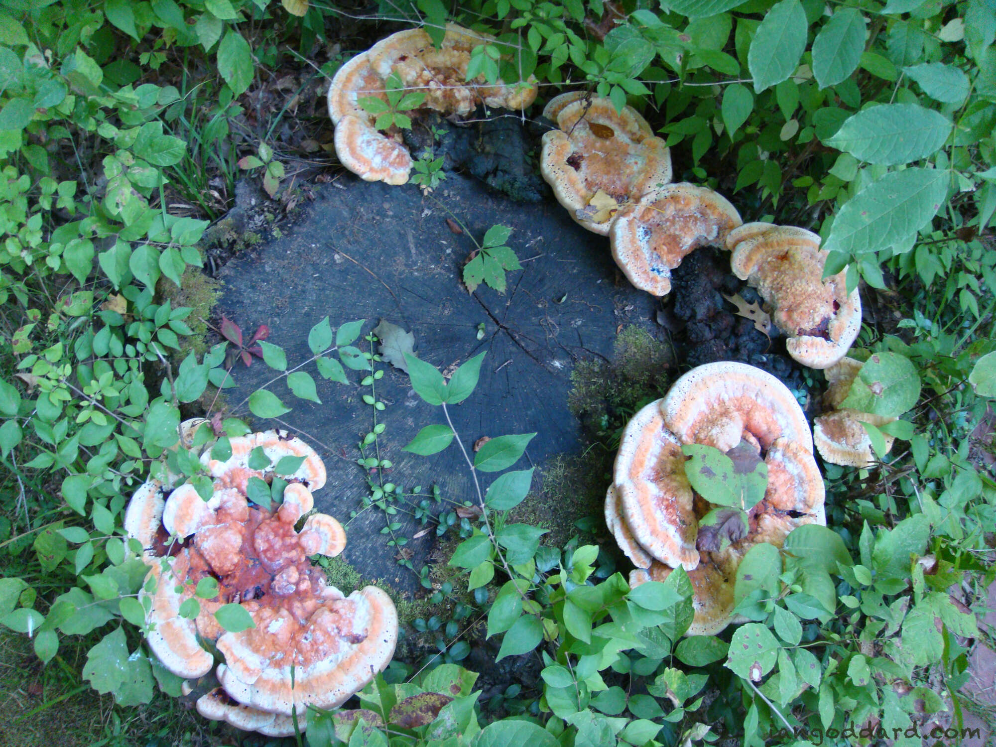 Image de Polypore soufré