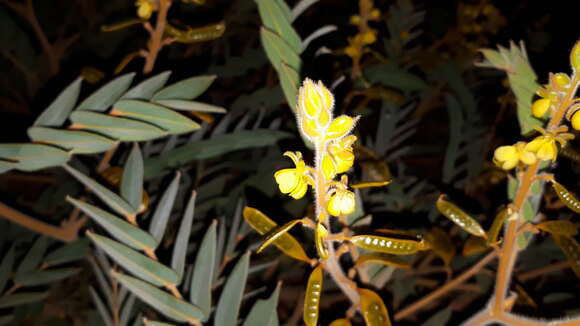 Imagem de <i>Senna notabilis</i>