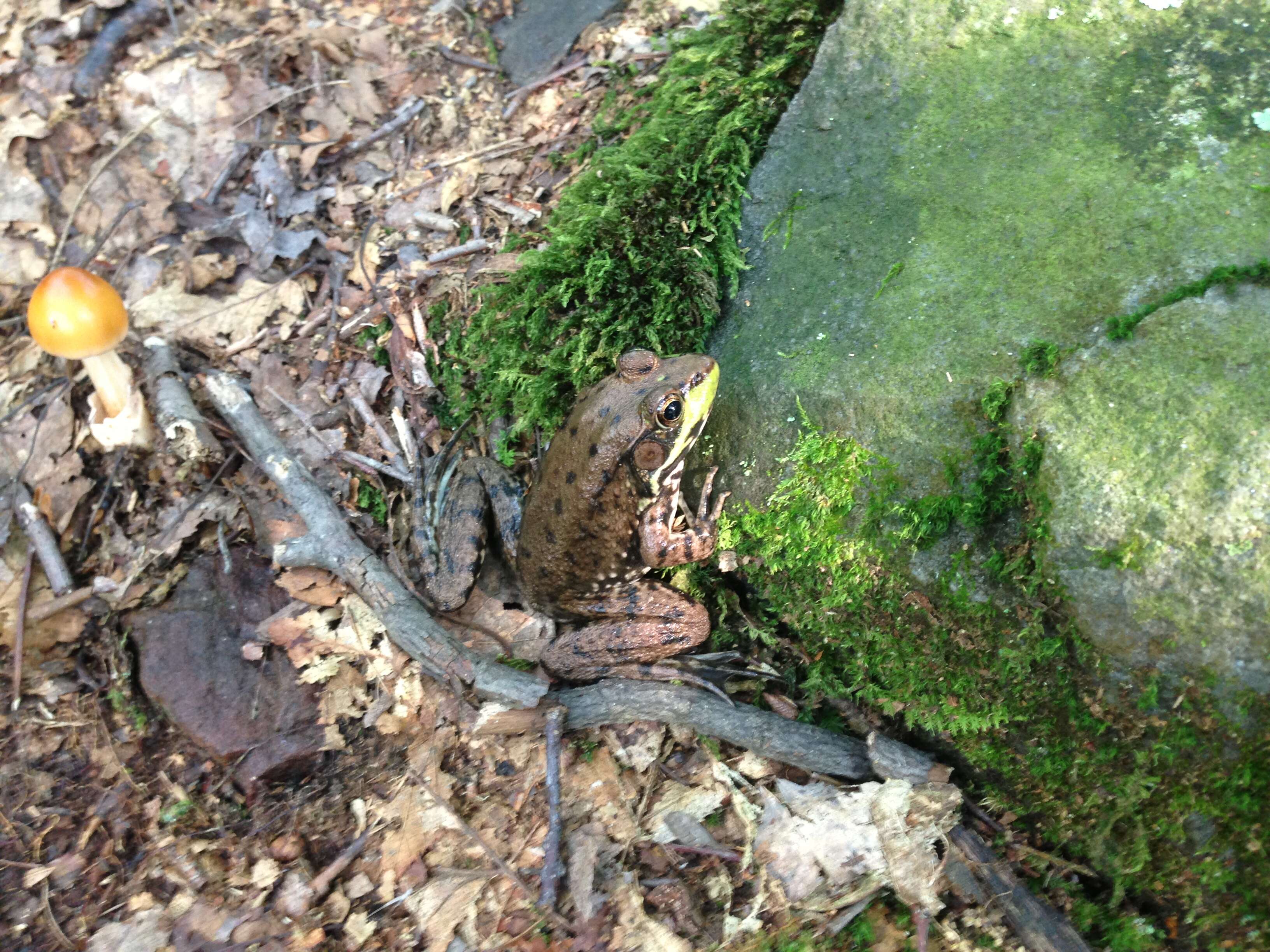 Sivun Lithobates clamitans (Latreille ex Sonnini de Manoncourt & Latreille 1801) kuva